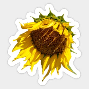 Sunflower Sunshine Shadows Sticker